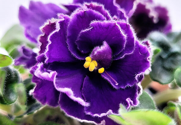 АВ-Чёрные Лес АВ-Чёрные Лес