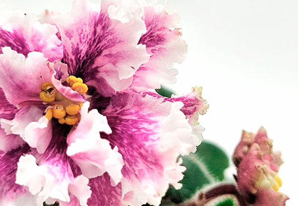 АВ-Цветочные Лабиринты АВ-Цветочные Лабиринты