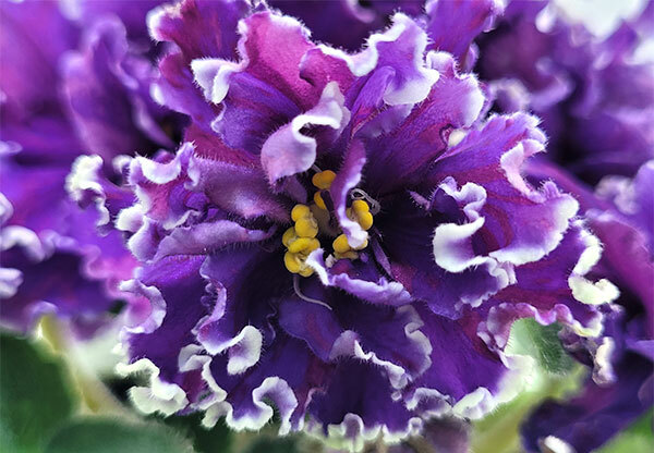 АВ-Шампанское под Дождём АВ-Шампанское под Дождём